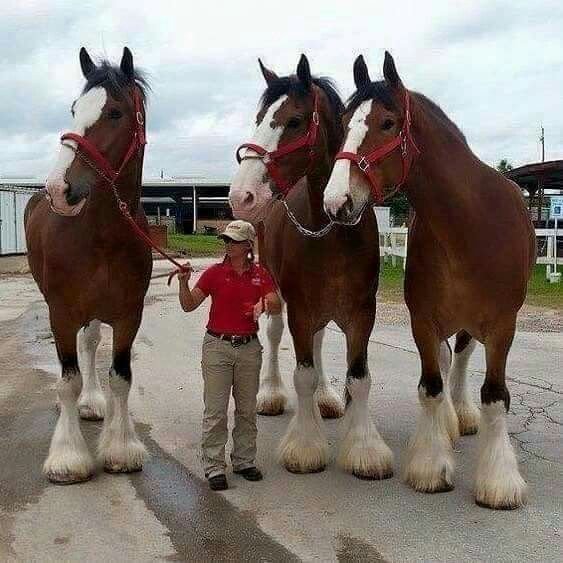 Exploring The Size Of Clydesdales: How Big Are Clydesdales