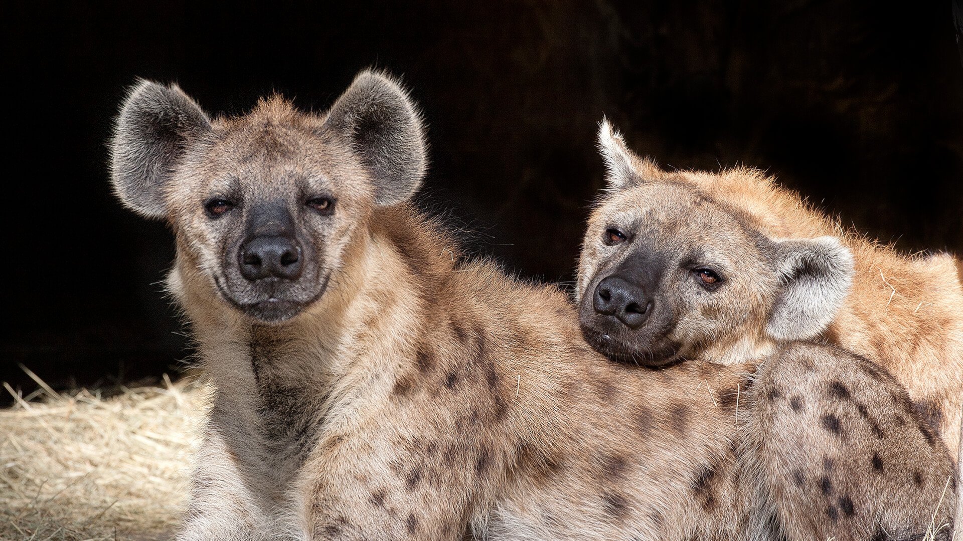 Exploring The Speed Of Hyenas: How Fast Are Hyenas?