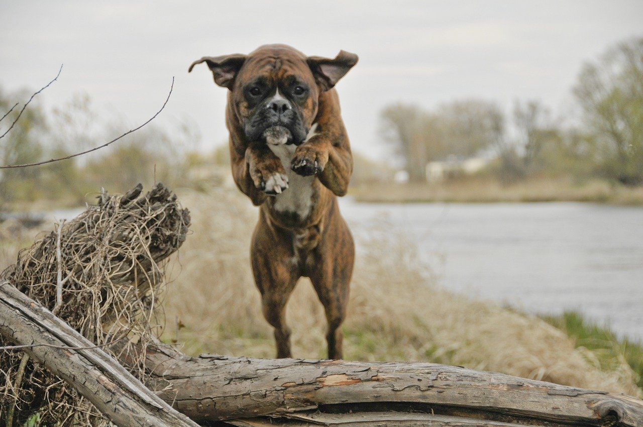 Exploring How Fast Can A Boxer Run