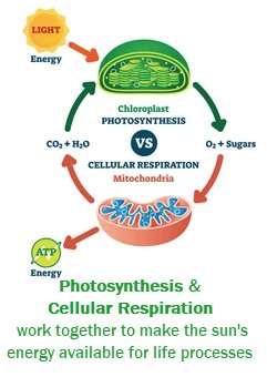 Understanding How Matter Is Conserved During Photosynthesis