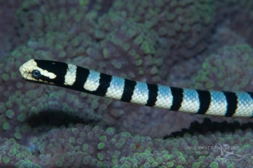 Exploring How Long Can Snakes Stay Underwater