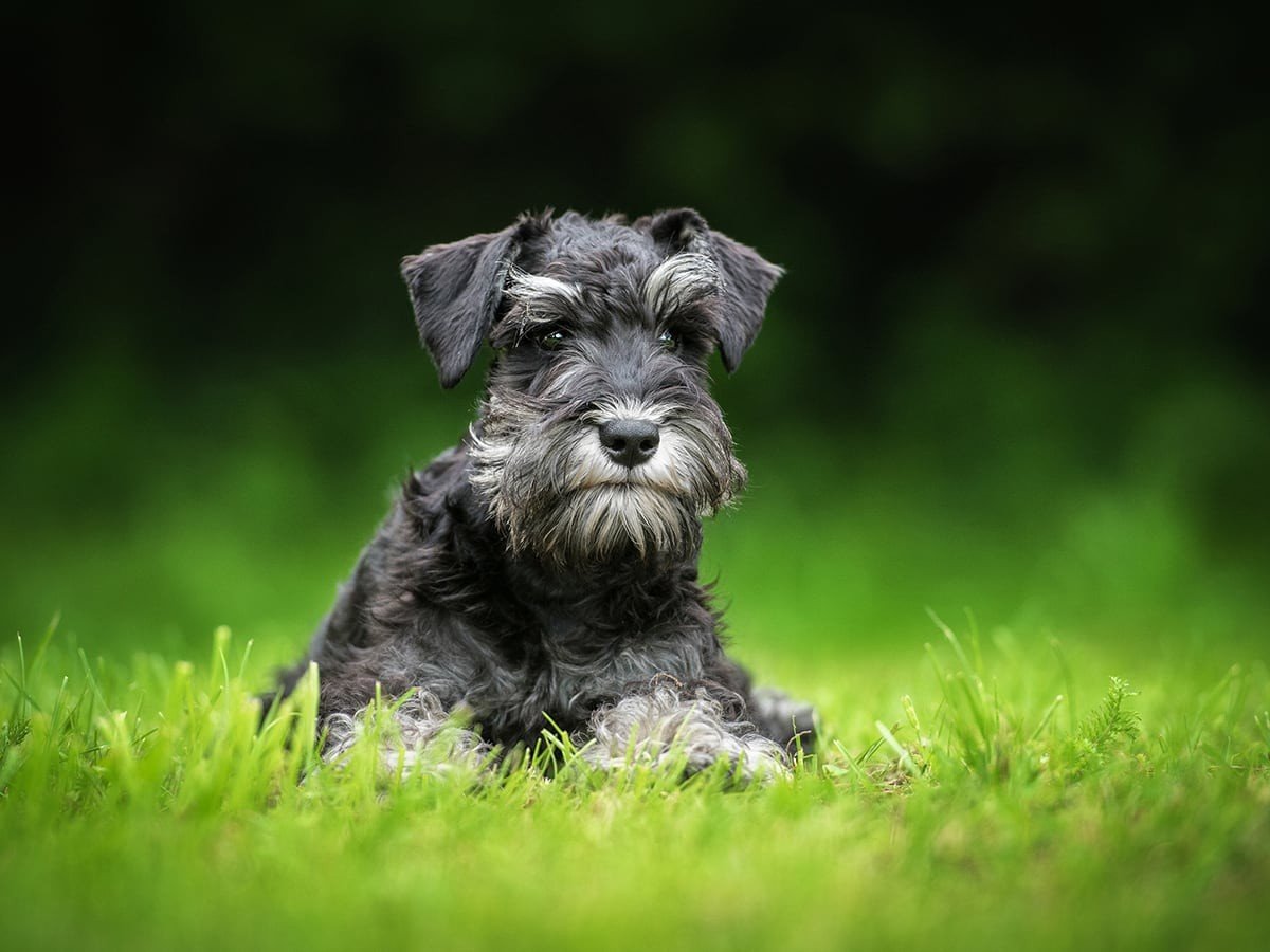 The Cost Of Owning A Schnauzer: How Much Is A Schnauzer