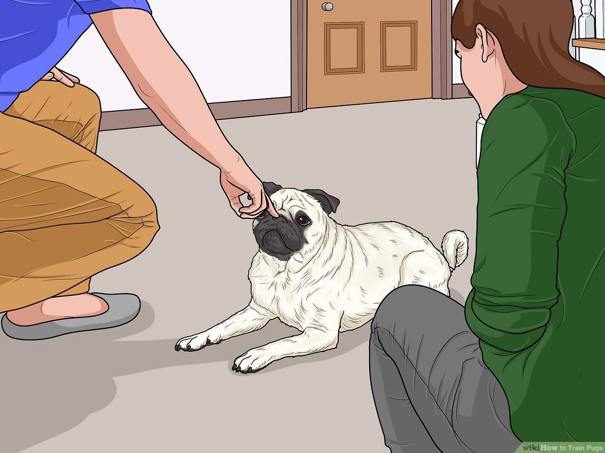 Efficient Guide: How To Train A Pug Made Easy