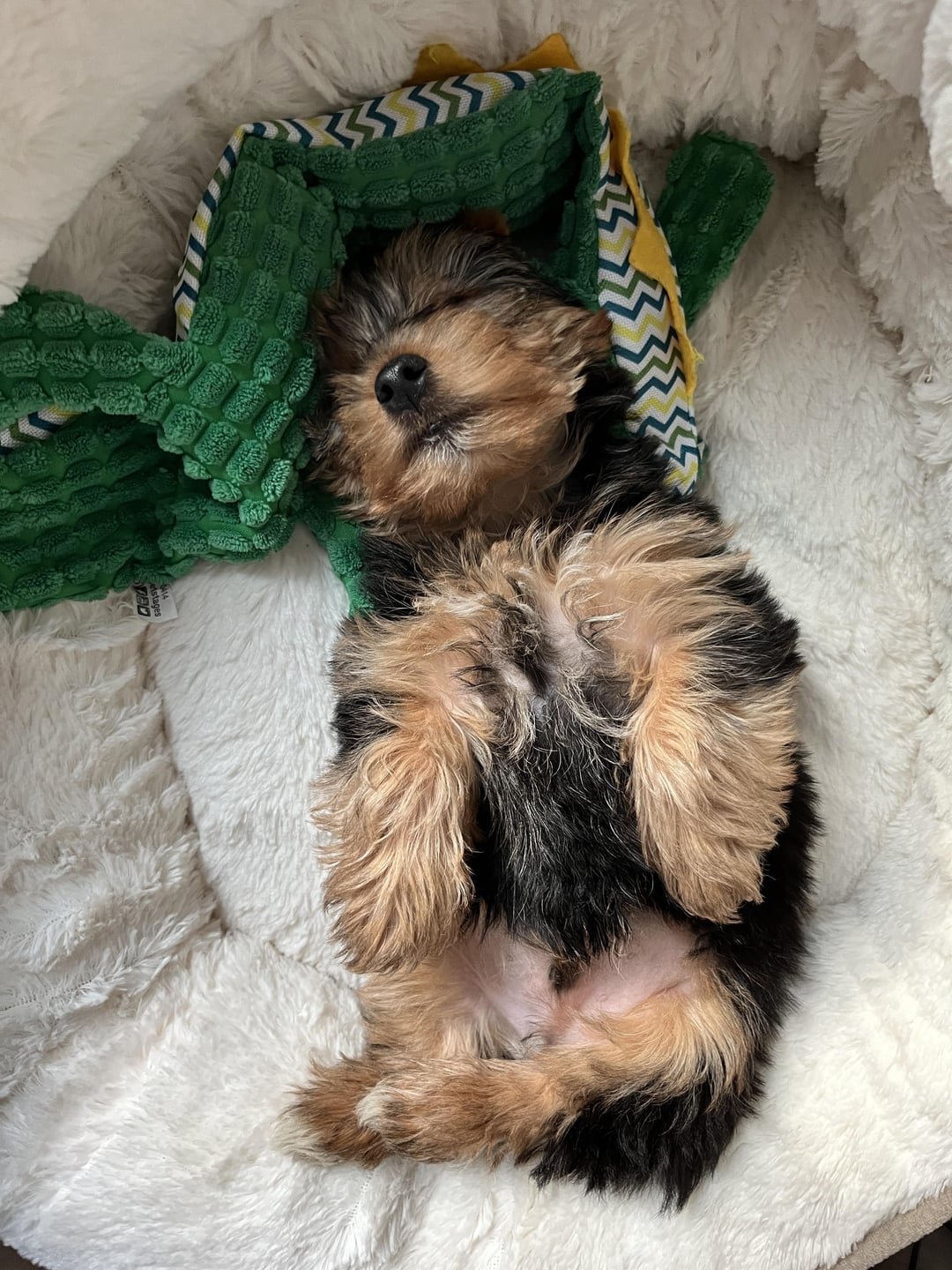 Effective Tips: Train A Yorkie Not To Pee In The House