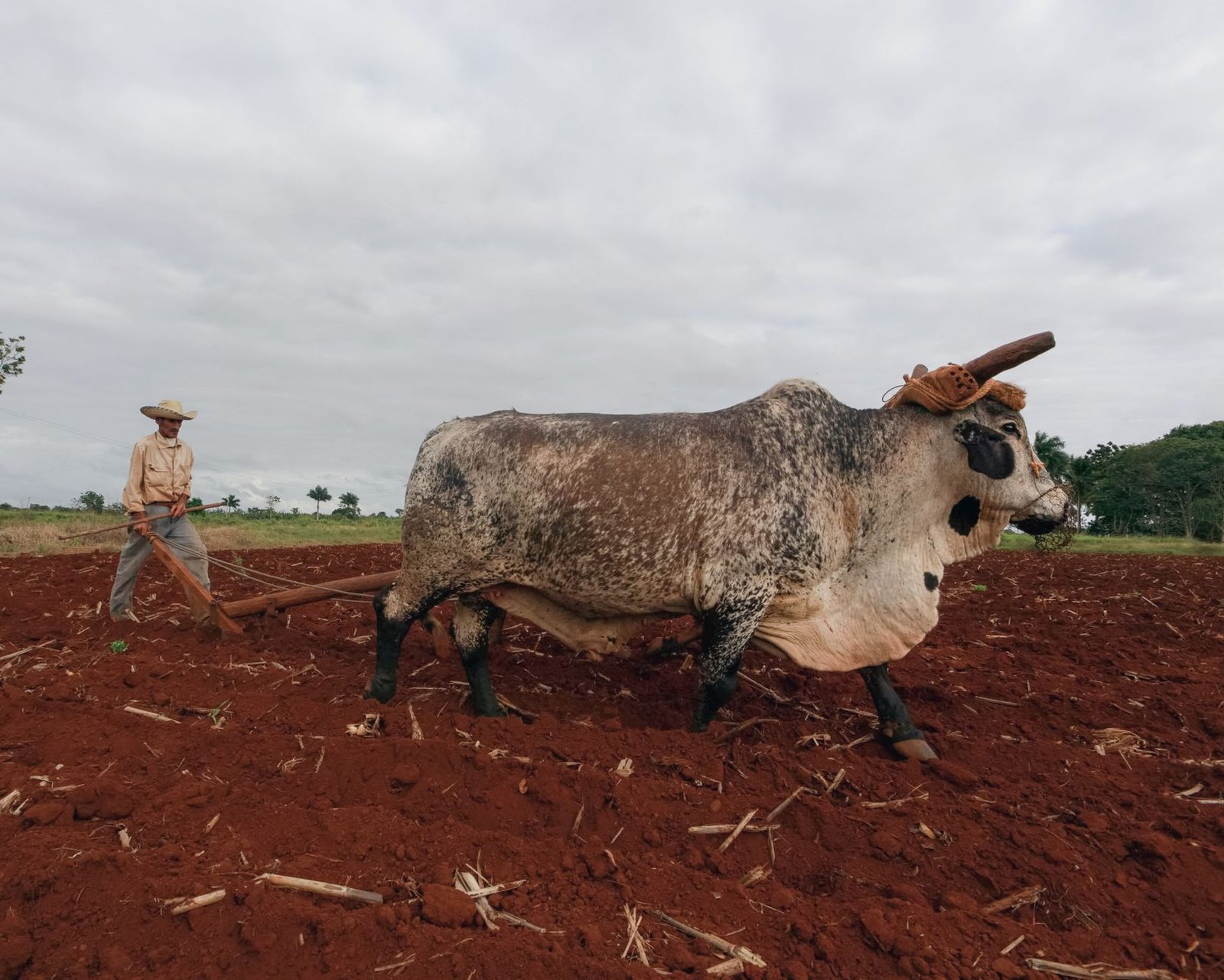 agrarian conflicts resolution