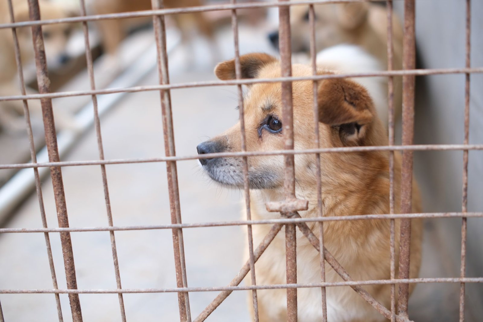 AI models cruelty ban